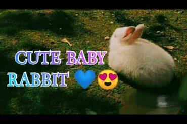 cute baby rabbits playing ❤️💕