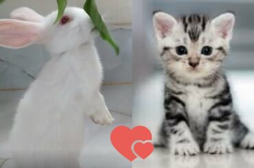 Funny and Cute Rabbit Videos Compilation 2020 । ANIMALS WORLD