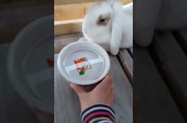 Cute bunny 🐇