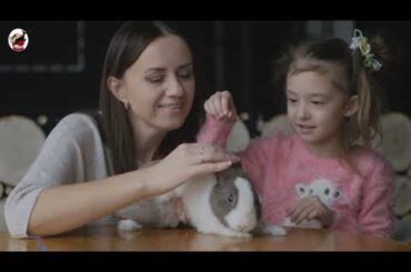 rabbit videos for kids | rabbit videos funny | rabbit videos cute | rabbit videos 2020
