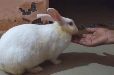 Cute rabbit eating food