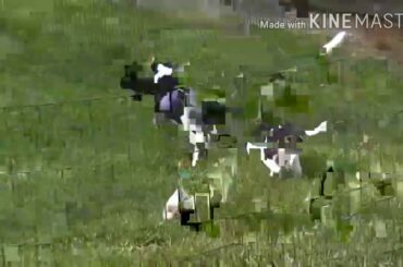 Dogs Playing with cute rabbit