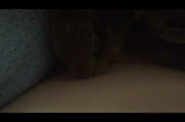 Baby bunny/baby rabbit/cleaning itself and cute baby bunny