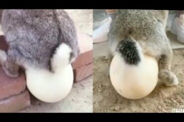 ❤️Wow! Rabbit Gives Birth - Big Egg Ever Seen Before 😍😍😍🐰🥚