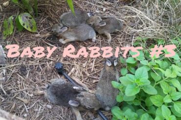 Wild Baby rabbits in my yard, update 3