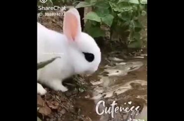 cute rabbit