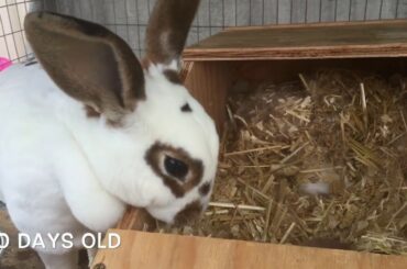 Watch Baby Rabbits Open Their Eyes.