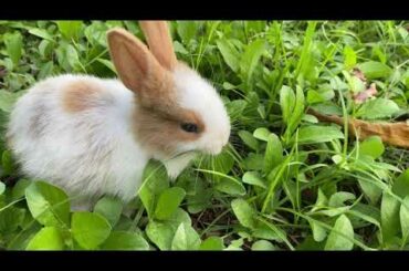 Cute Bunny Doing in the Garden off the School |庭でやっているかわいいウサギ