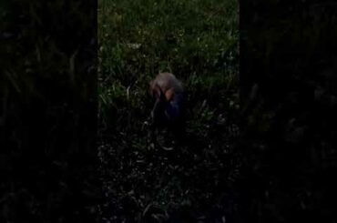 Baby bunny