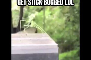 Cute Bunny catching a bug "very cute"