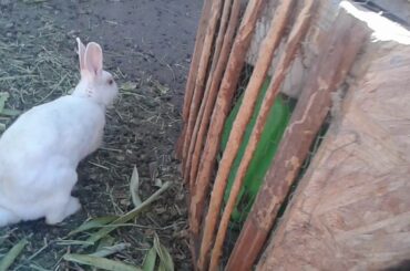 Let's search for baby rabbits