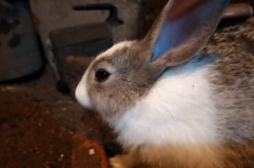 Cute bunny