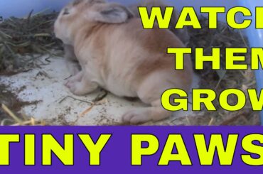 Tiny Paws Baby rabbits growing
