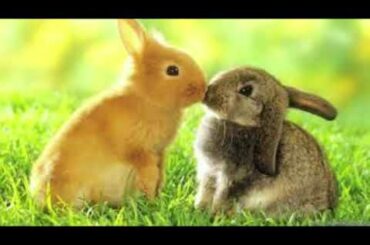 CUTE BUNNY VIDEO