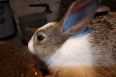 Cute bunny at midnight