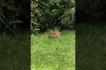 Cute chubby bunny