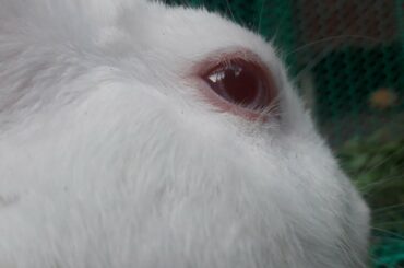 Little cute rabbit|| rabbit || rakhi & rabbit #cuteanimals #cute #compliation