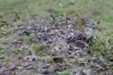 Baby rabbits emerge