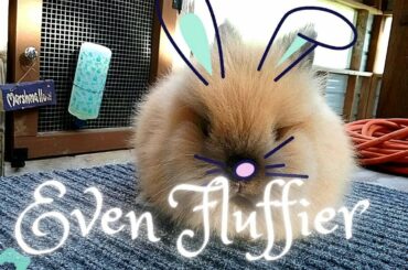 Fluffiest Bunny Ever!
