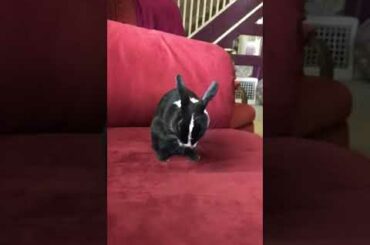 Cute rabbit