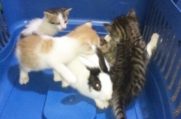 baby bunny against six kittens / the kittens loved the rabbit very much 💓 Baby Cats