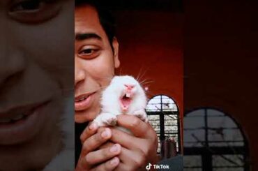 Funny and cute video #tiktok #tiktokindian #teamP4 myrabbitshabbit comedy / cutevideo / cute bunny ❤