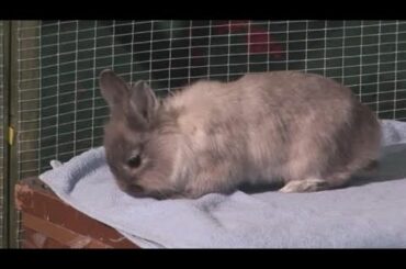 How To Look After For A Baby Rabbits