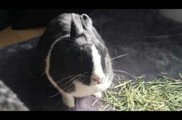 Cute Bunny Enjoying the Sun