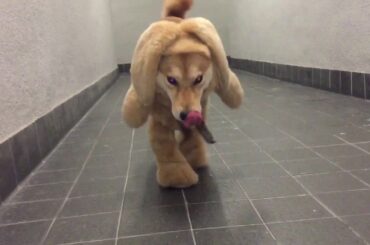 Cute bunny costume shiba inu Chiko . P.s haters gonna hate . While the rest of us live and laugh 😆