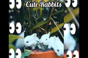baby Bunny rabbit videos🐰/cute animal bunny rabbits videos/rabbits fun/how rabbits feed/baby rabbit🐇