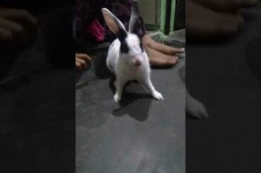 my cute rabbit and I miss you meri jaan 😭