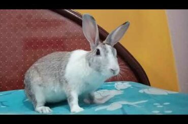 Cute rabbit playing 🐇😍