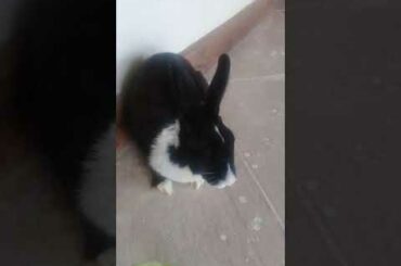 Cute baby rabbit eating celery😍😍😍❤