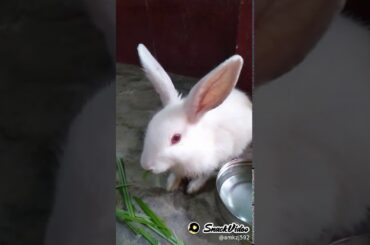 Cute rabbit