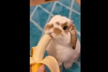 Cutest Bunny Chewing A Banana