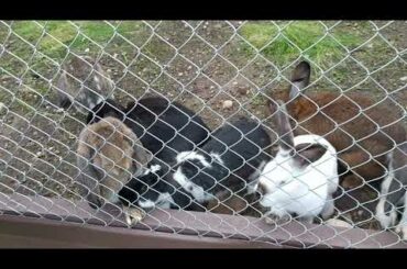 Cutest bunny group meeting