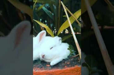 Cute baby rabbits in my lawn