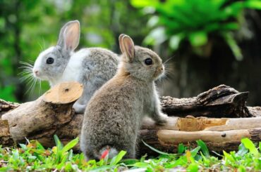 Funny & Cute Bunny Rabbits Compilation Video 2020 High Quality