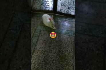 Cute rabbit