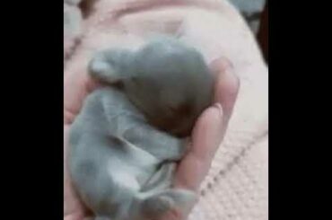 baby bunny on hands