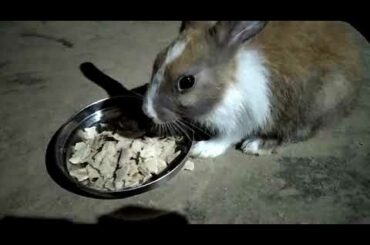 Rabbit lover video @sanjoy Dey#cute rabbit baby