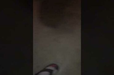 Cute Bunny Running Around