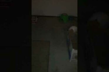 Another Vid Of A Cute Bunny Running Around