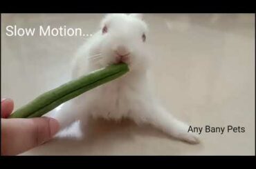Baby Bunny Rabbit Eating In Slow Motion Video | Rabbits Slow Motion Video