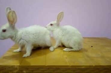Two Pair Baby Rabbits Funny Videos