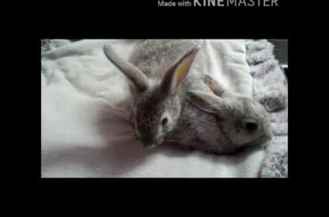 30 Days old cute baby BUNNIES