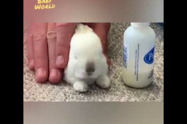 soothing relaxation and massage of baby rabbit cutee😍