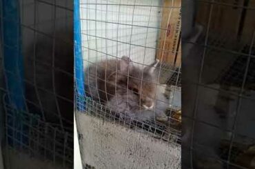 Cute Rabbit Doesn't Want to Be Disturbed