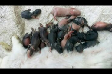 Baby Rabbit Feeding Compilation