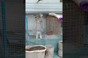 Cute Rabbit:  How She Goes Out of Her Cage